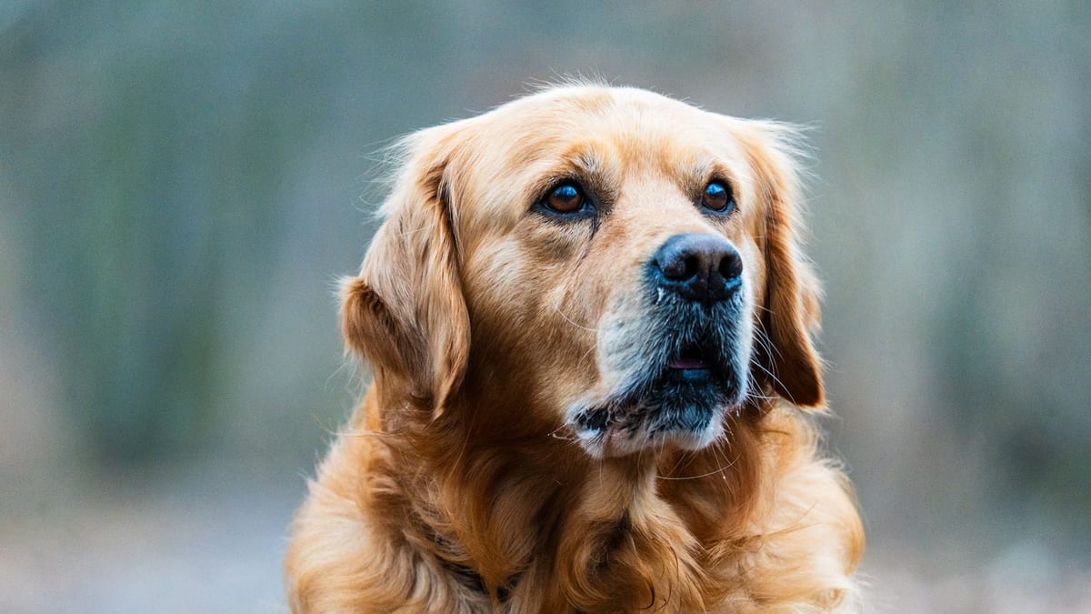 Arterra Pet Science Review: 63 Ingredients in One Scoop — Is That a Feature?